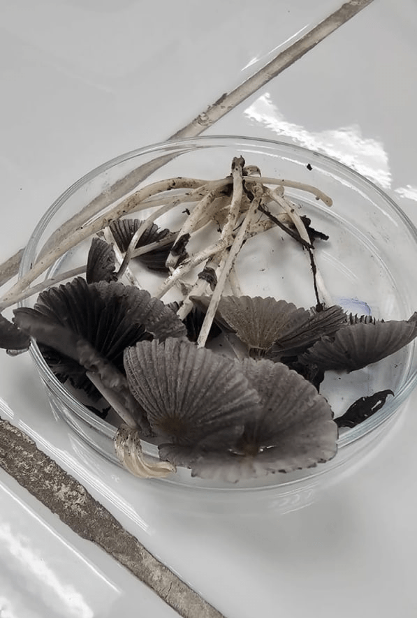 Área de Cultivo Celular